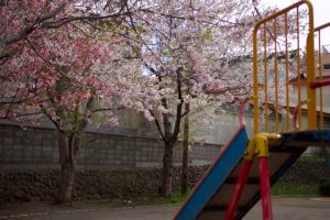 銭函うみどり公園の桜