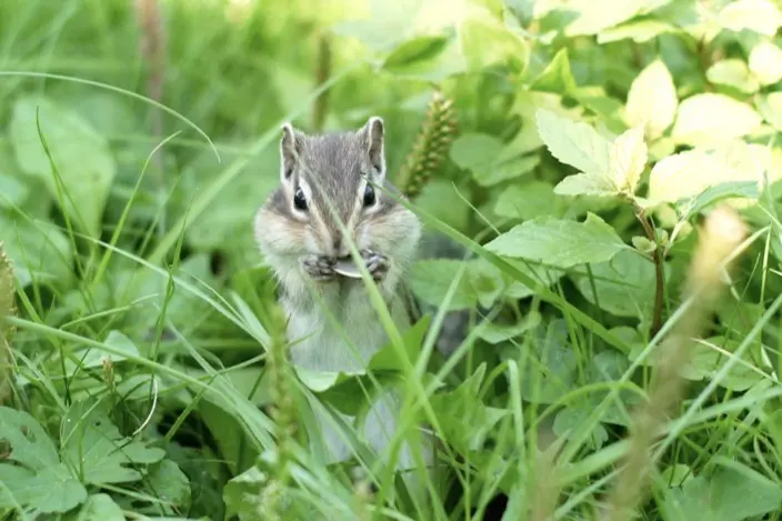 小樽天狗山でリスが手乗りしてくれたシマリス公園 おささるろぐ