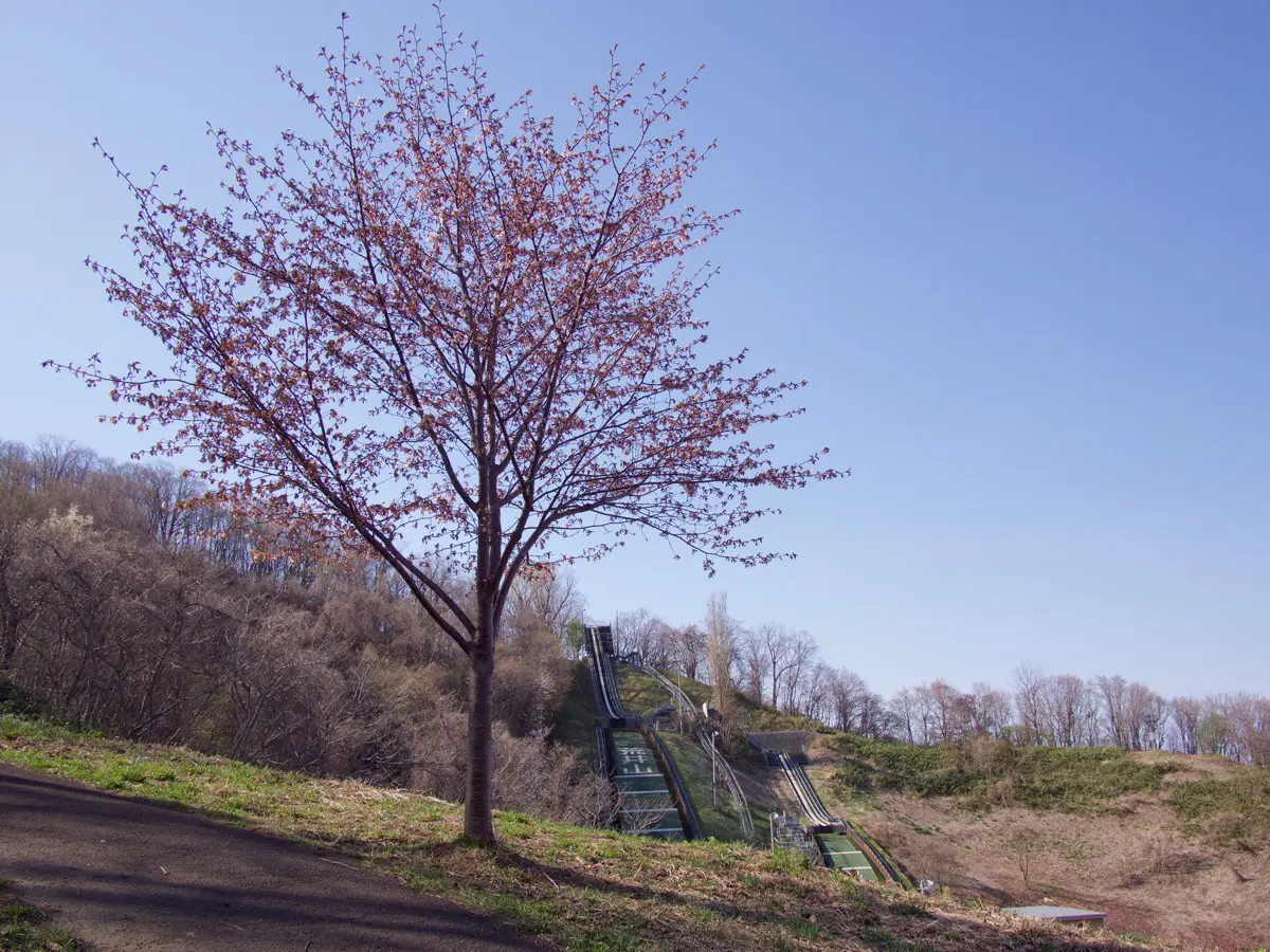 荒井山緑地の桜が開花しました おささるろぐ