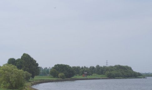 茨戸川のかもめ