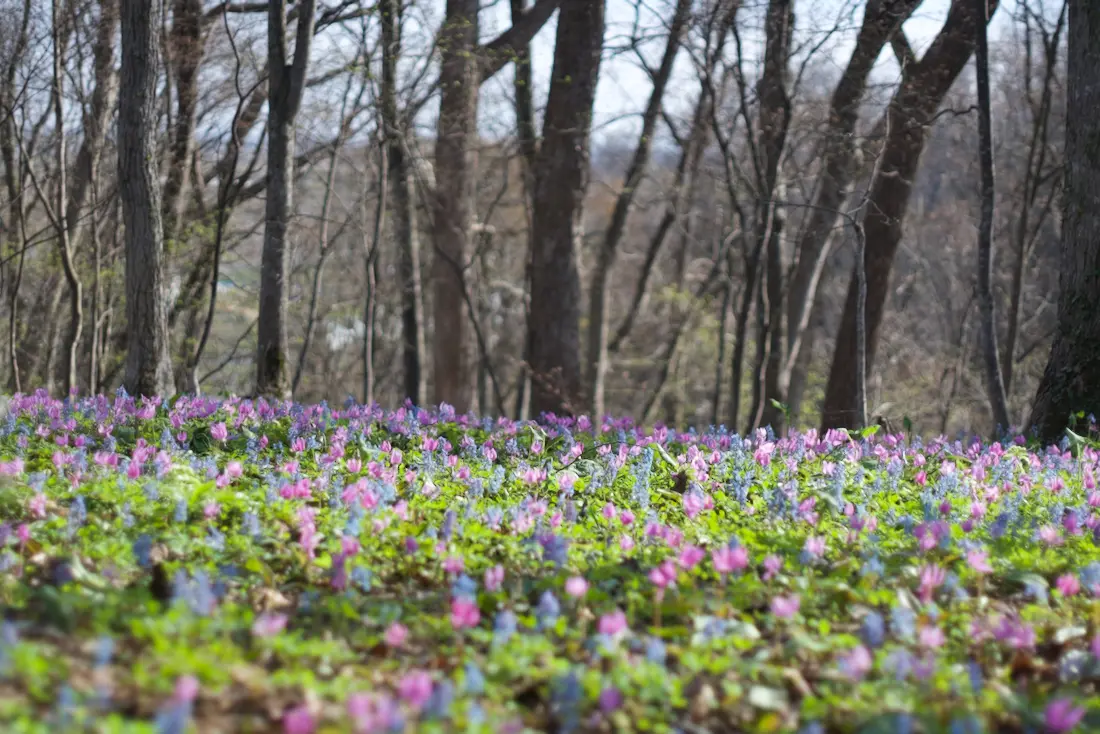 浦臼町の浦臼神社 エゾエンゴサクとカタクリの花で春を迎える おささるろぐ