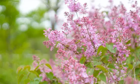 ライラックの花で季節の匂いを思い出す - おささるろぐ