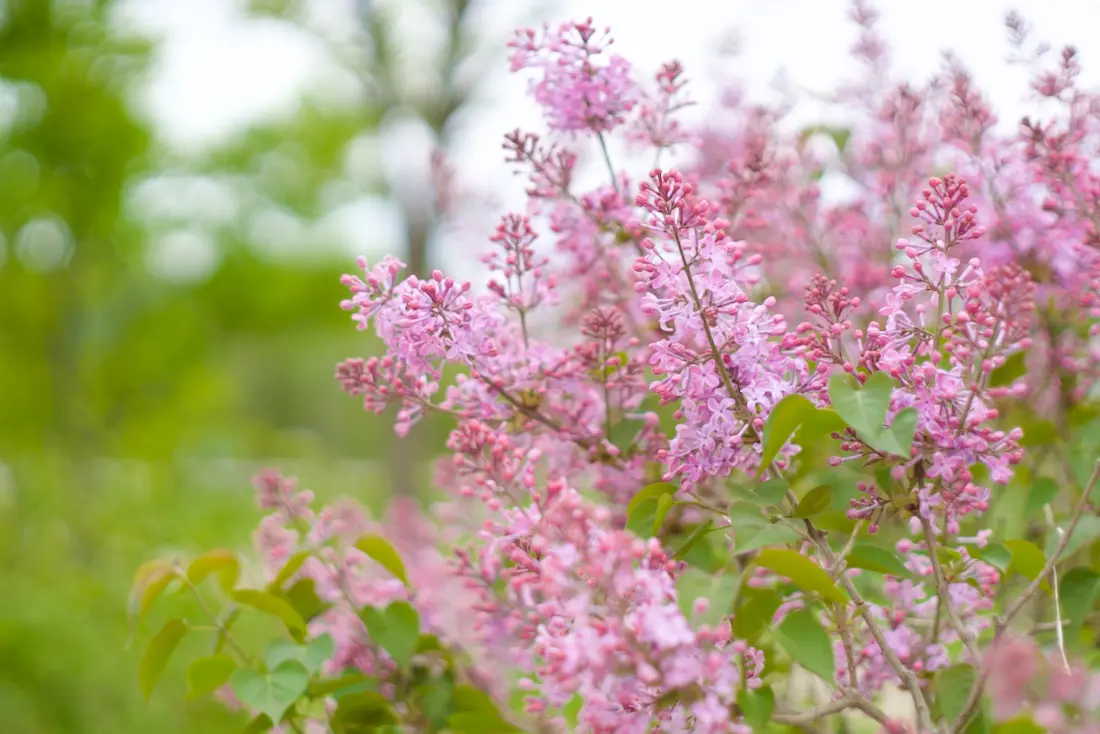 ライラックの花で季節の匂いを思い出す - おささるろぐ