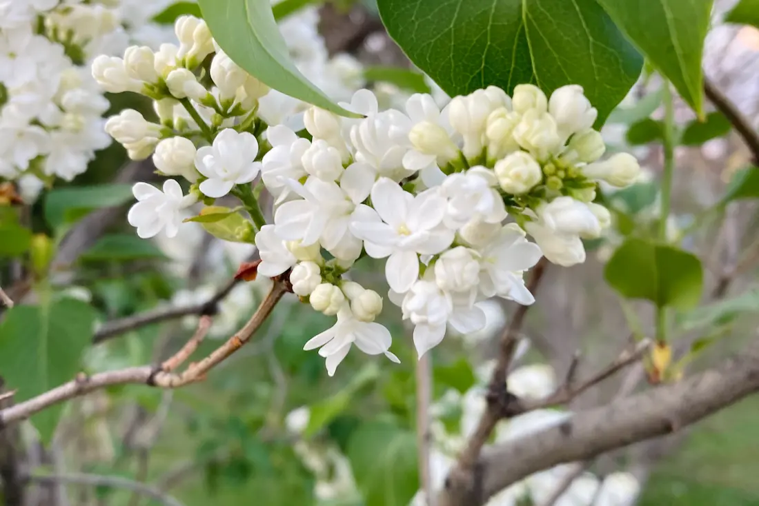 ライラックの花で季節の匂いを思い出す - おささるろぐ