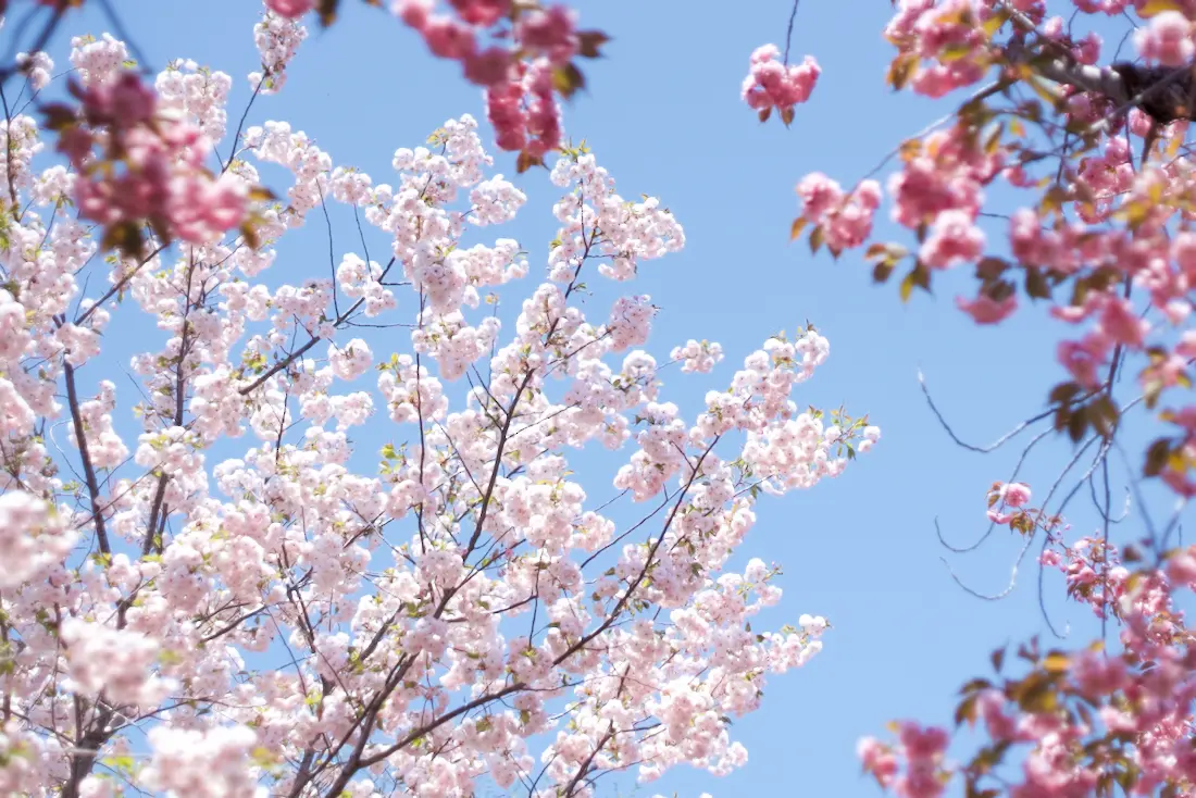 八重桜 楽天市場】八重桜 【紅華】 1年生接木苗 : 苗木部 by 花ひろば