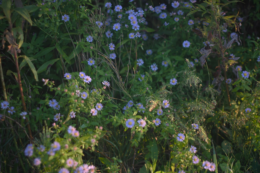 朝の植物