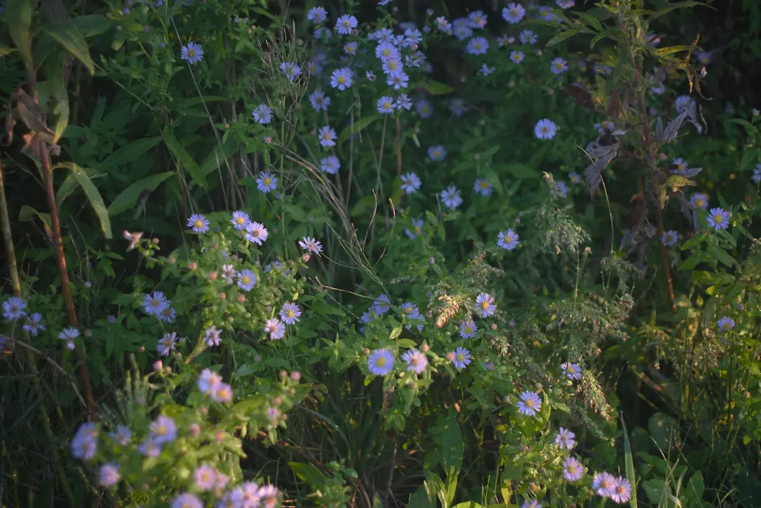 朝の植物