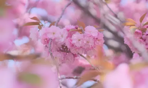 5月の桜