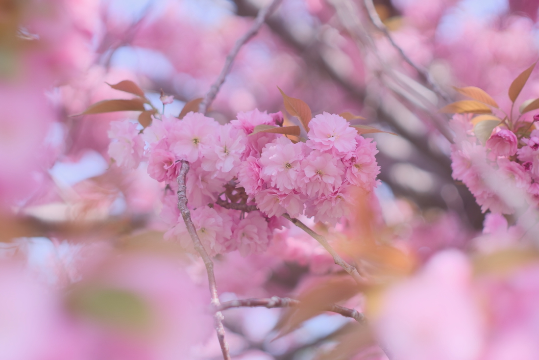 5月の桜