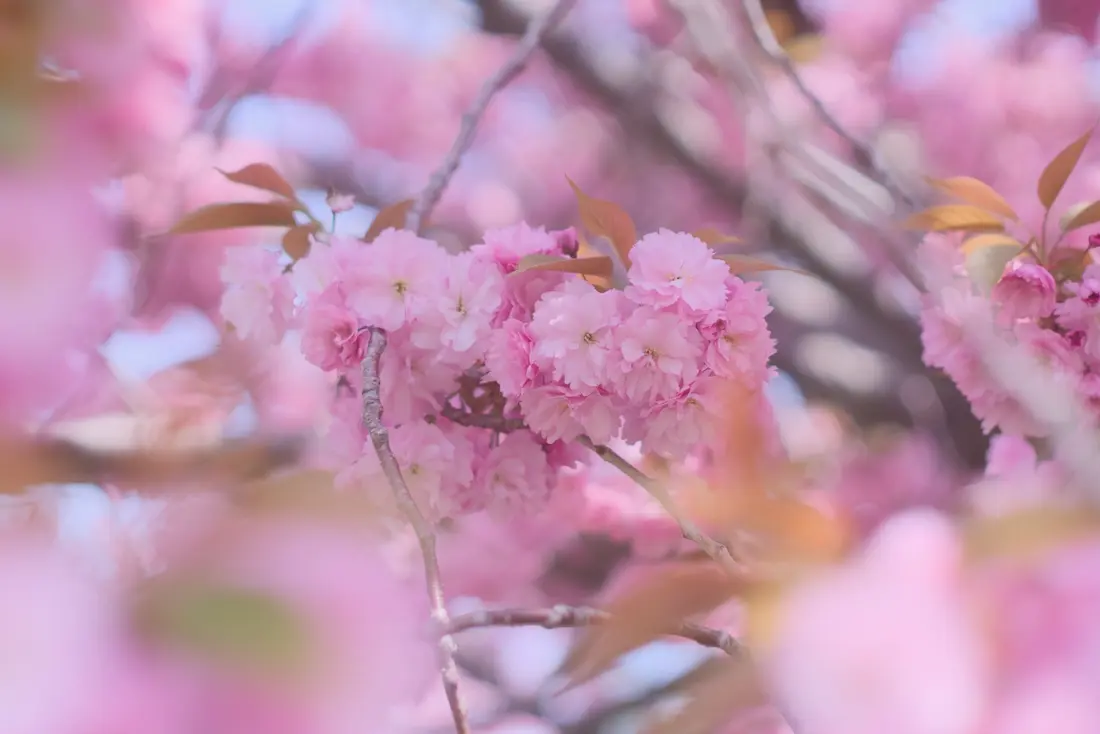 5月の桜