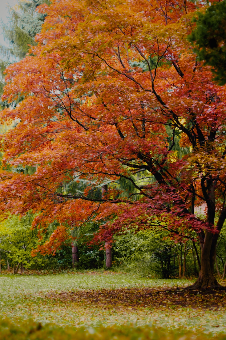 豊平公園の紅葉
