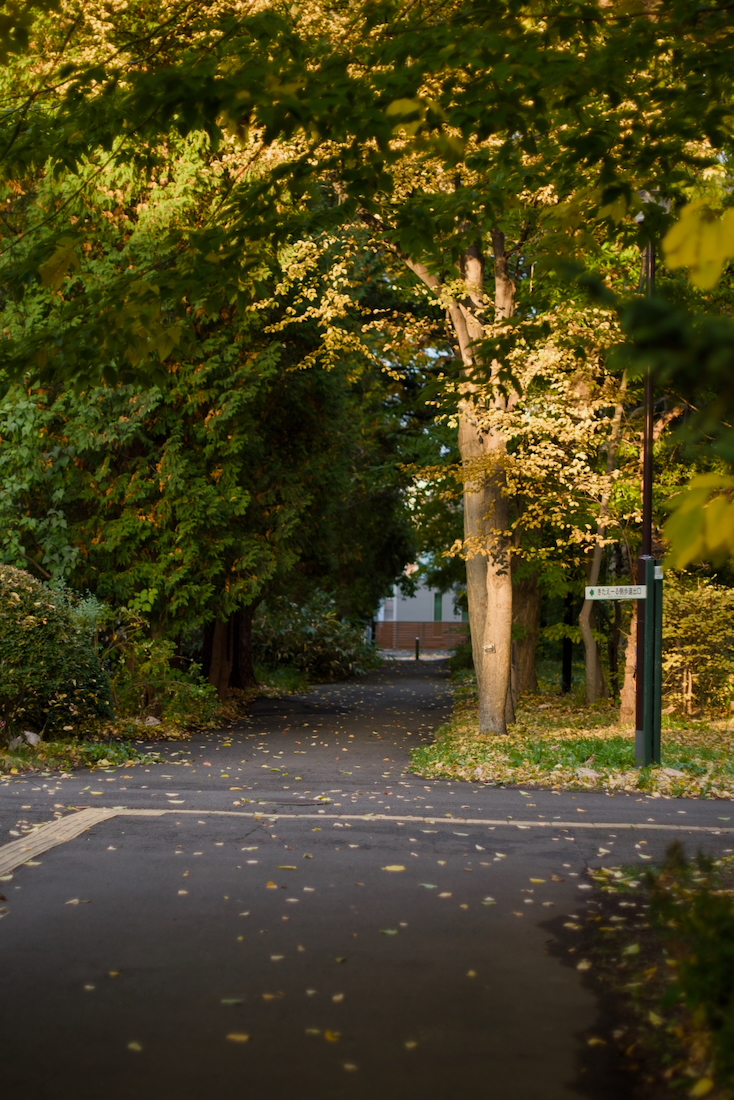 豊平公園の秋の夕方
