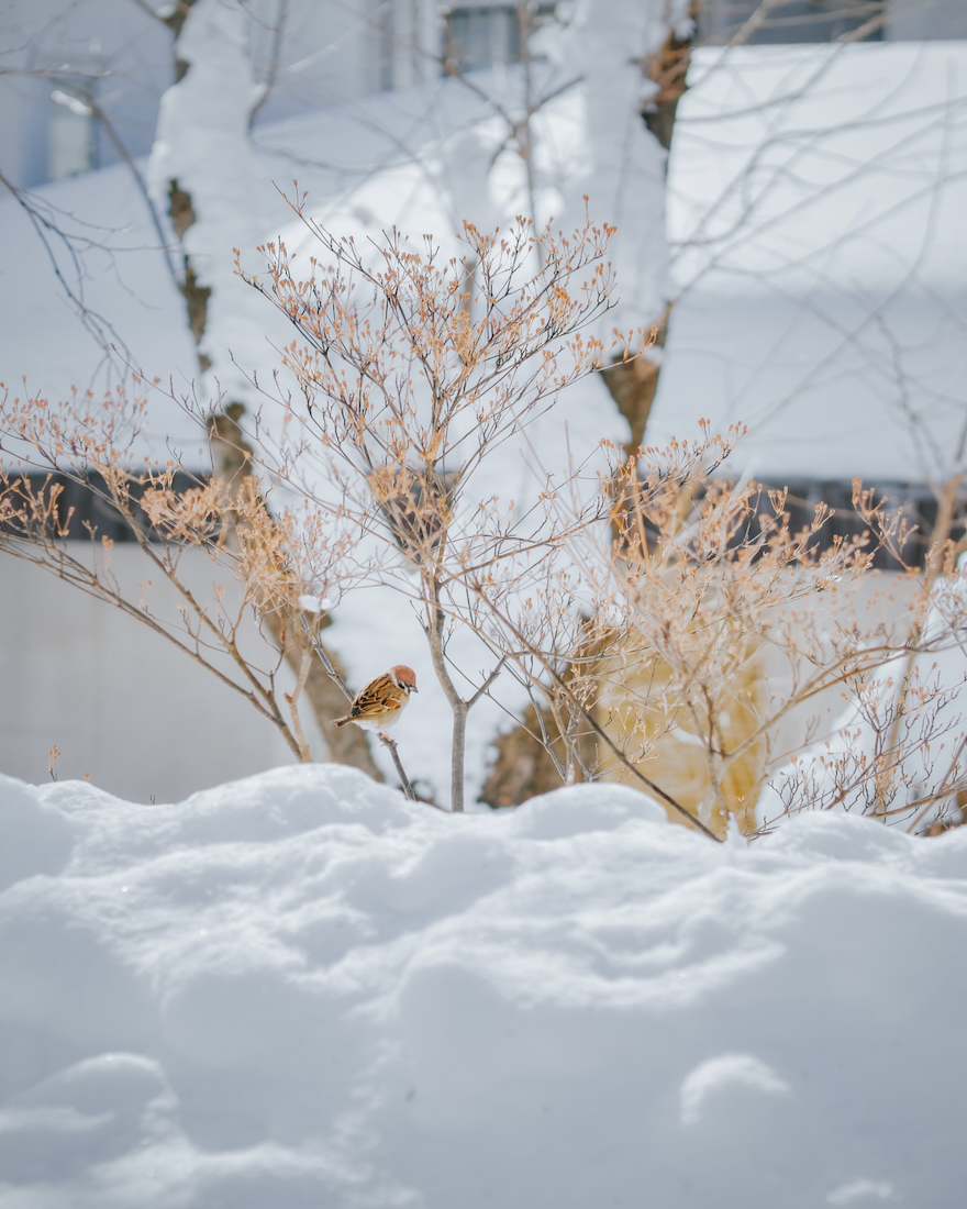冬のスズメ