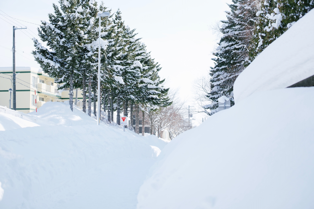 並木と雪景色