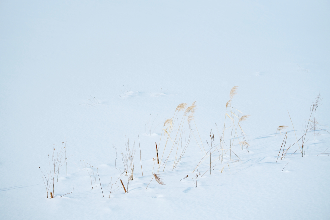 2月の雪原
