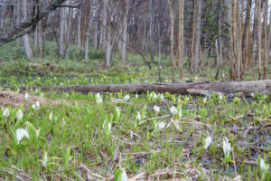 札幌厚別区熊の沢公園のミズバショウと場所