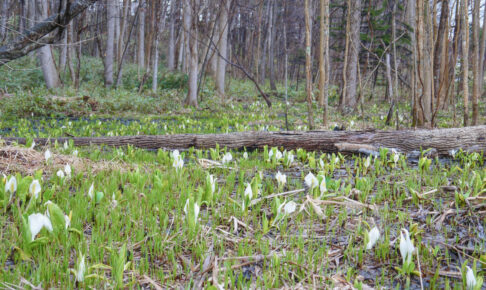 札幌厚別区熊の沢公園のミズバショウと場所