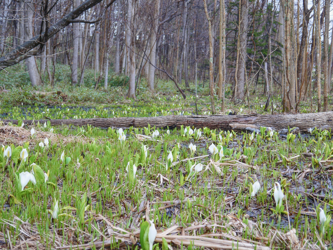 札幌厚別区熊の沢公園のミズバショウと場所