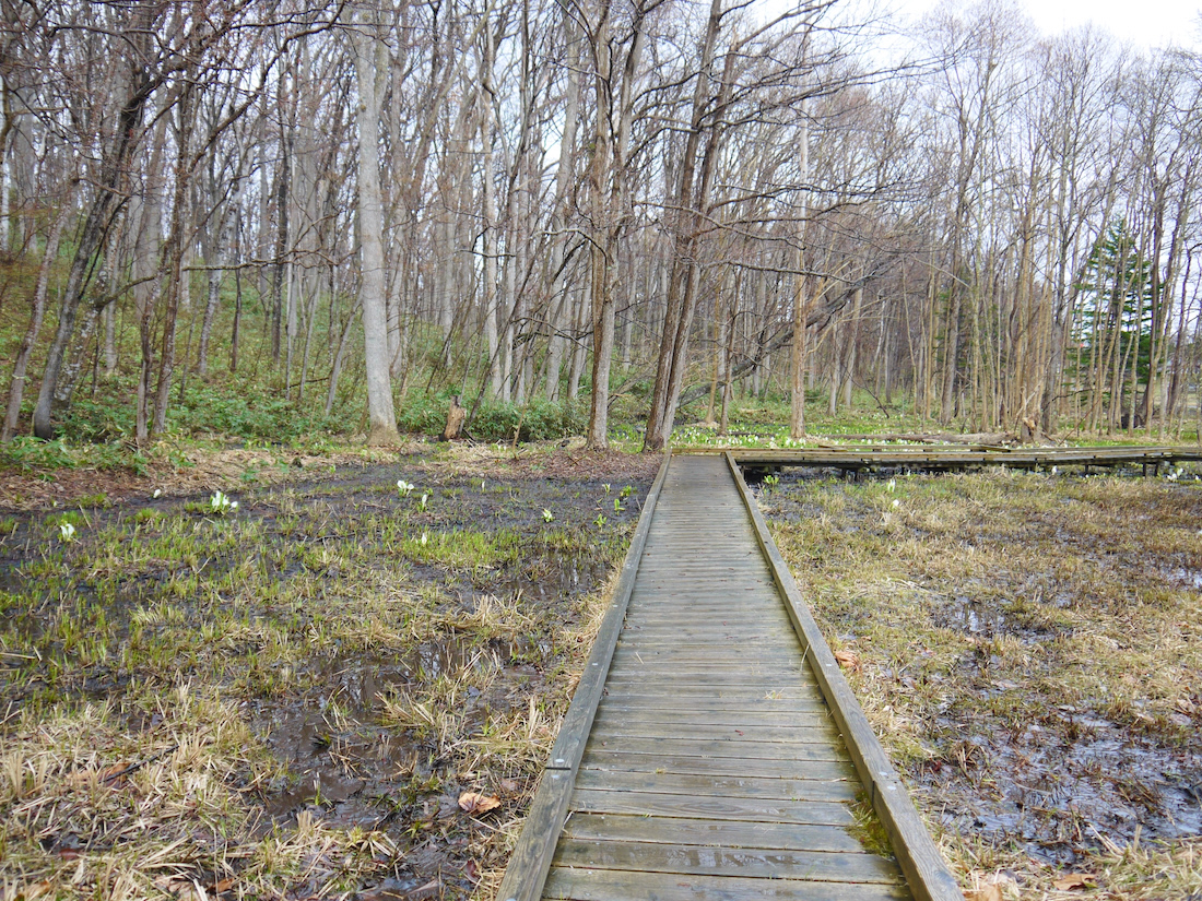 熊の沢公園のミズバショウの木道