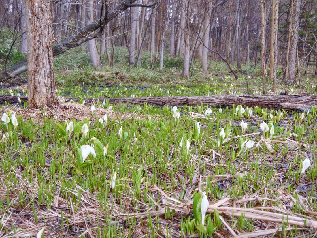 熊の沢公園のミズバショウの様子