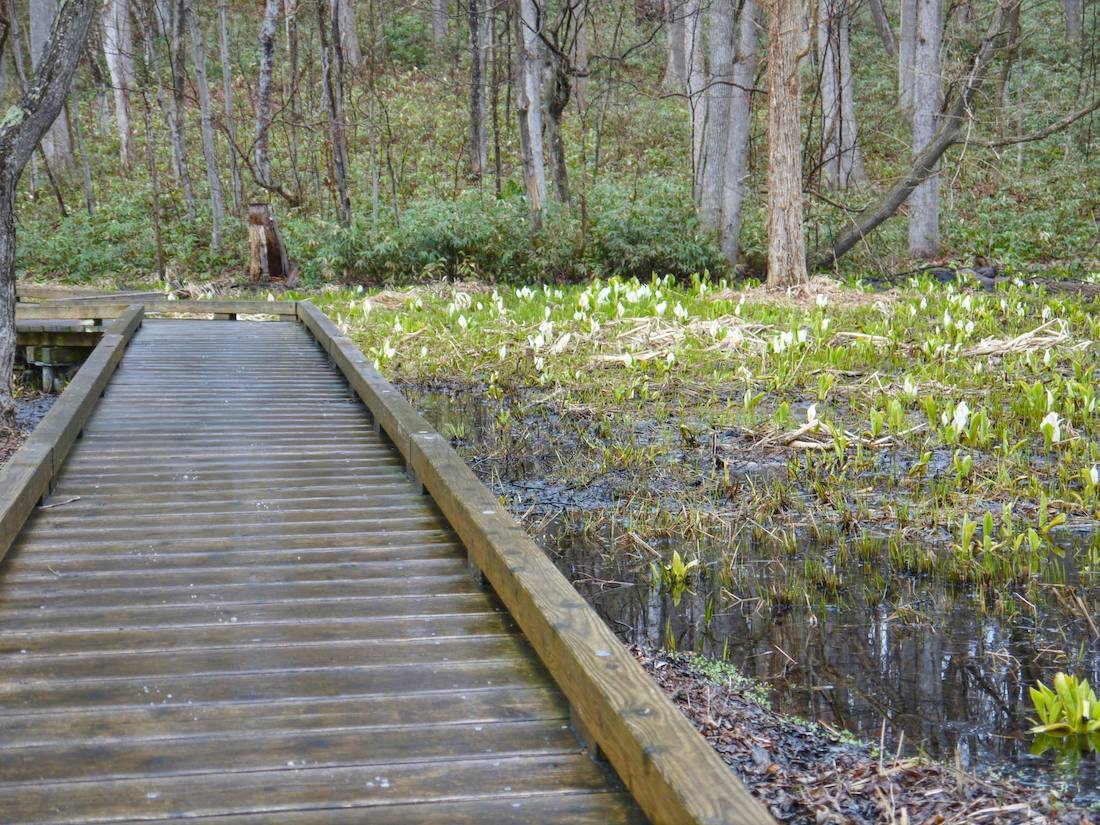 熊の沢公園の木道から見えるミズバショウ