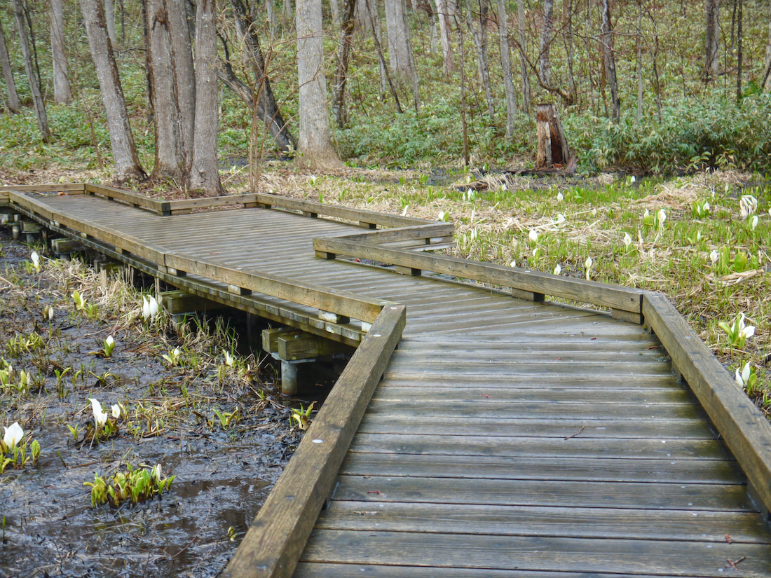 札幌市厚別区熊の沢公園のミズバショウと木道