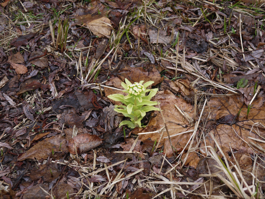 ふきのとうも顔を出していました