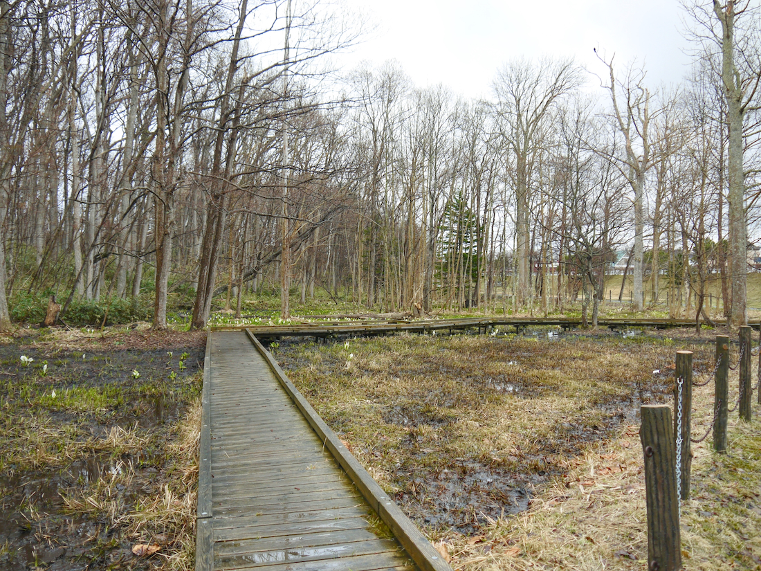 熊の沢公園の木道全景