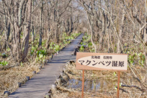 マクンベツ湿原のミズバショウと木道