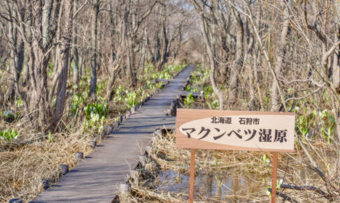 マクンベツ湿原のミズバショウと木道