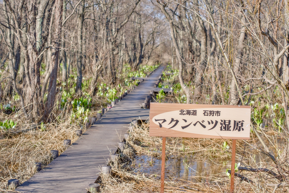 マクンベツ湿原のミズバショウと木道