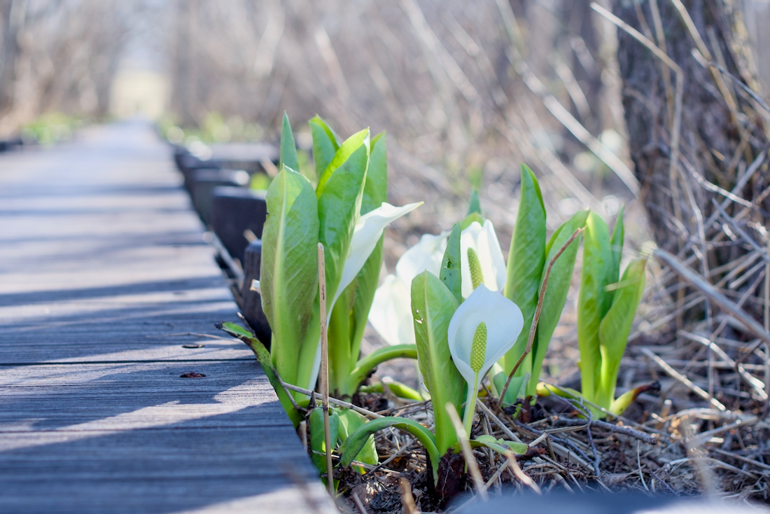 マクンベツ湿原のミズバショウ