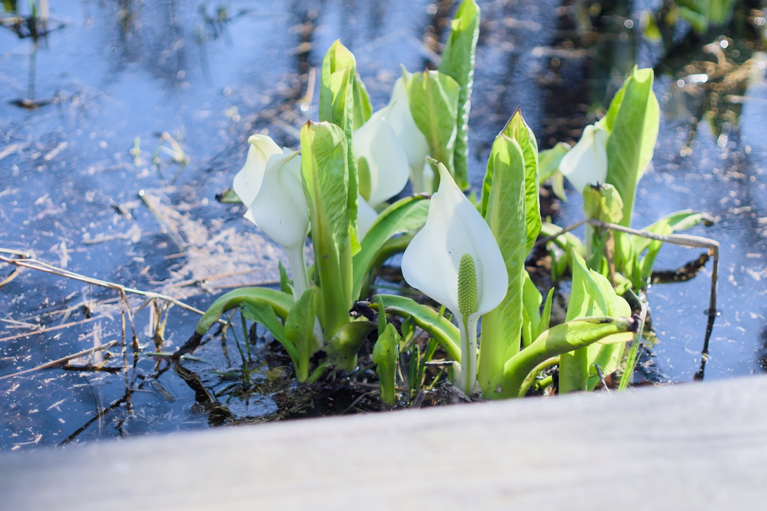 マクンベツ湿原のミズバショウ