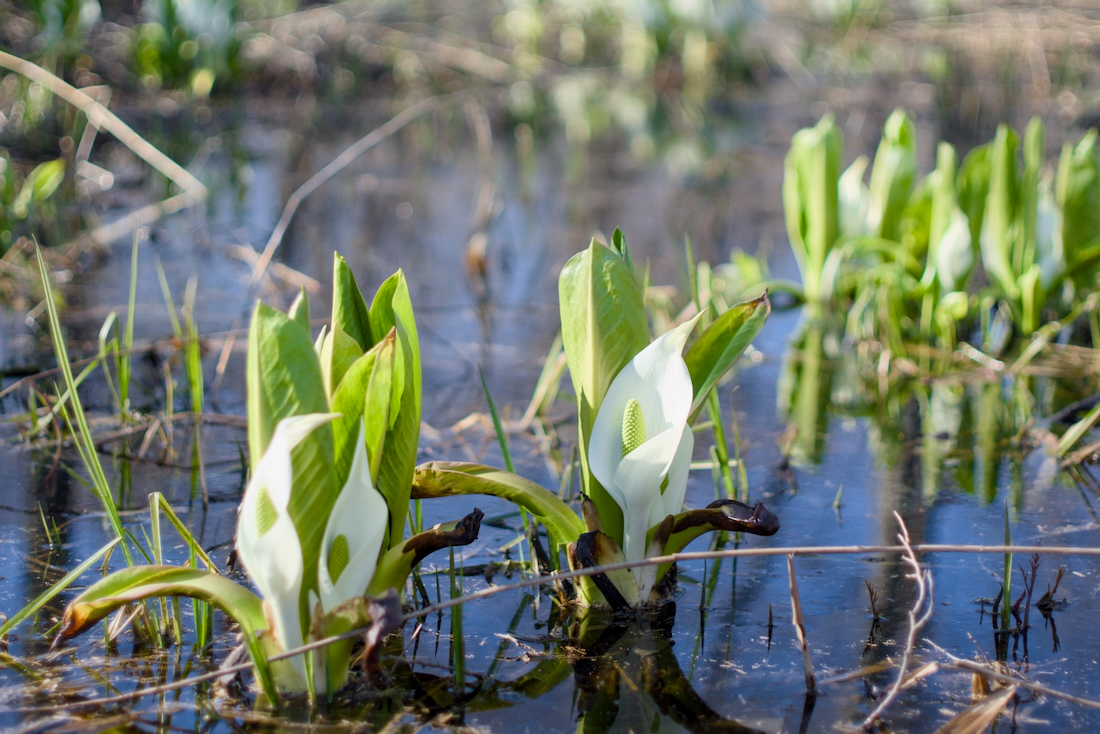 石狩のミズバショウと湿原