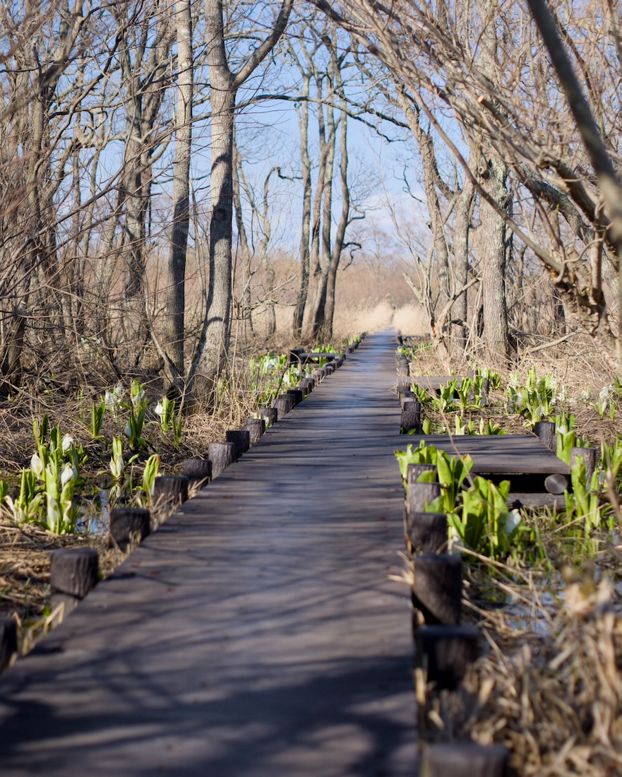 マクンベツ湿原の木道