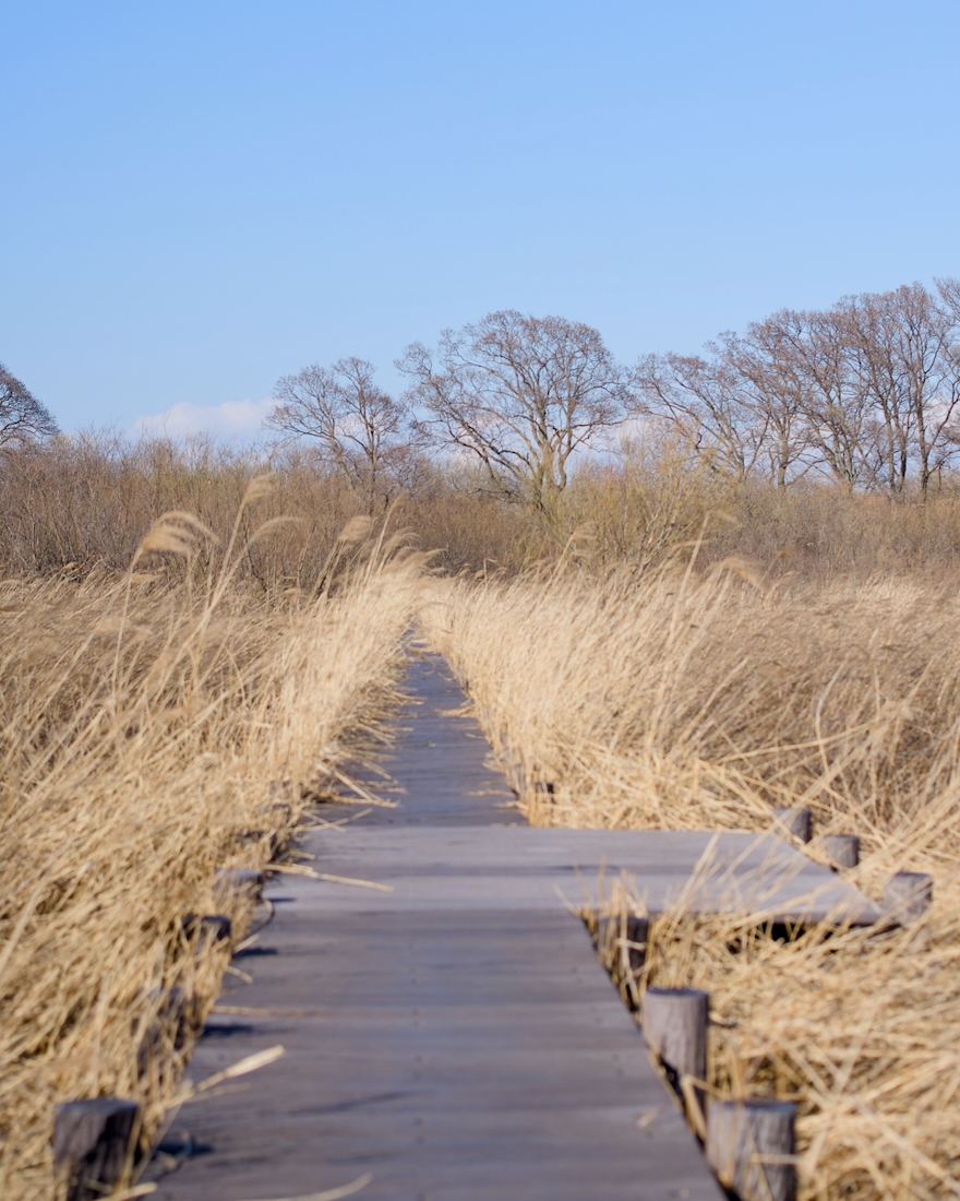 木道はどこまで続いているのだろう