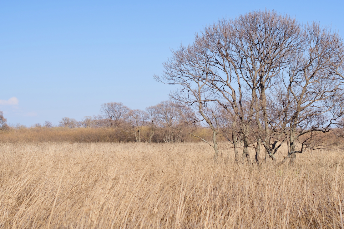 マクンベツ湿原の荒野