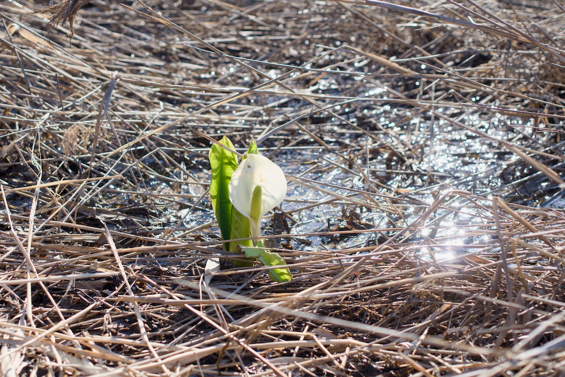 ぽつんとミズバショウ
