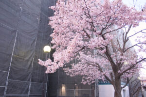 札幌地下鉄宮の沢駅すぐの早咲き桜2026年の様子