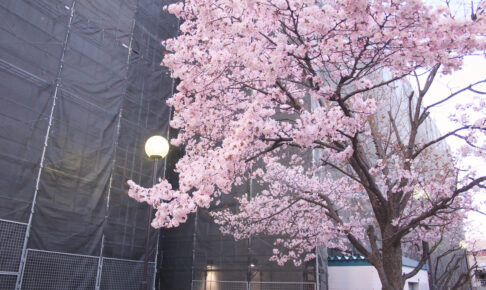 札幌地下鉄宮の沢駅すぐの早咲き桜2026年の様子