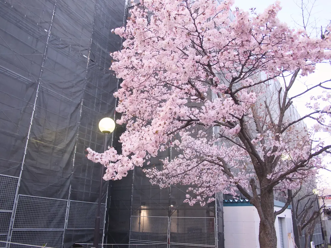 札幌地下鉄宮の沢駅6番出口すぐ早咲きの桜、枝が伐採されても2026年は