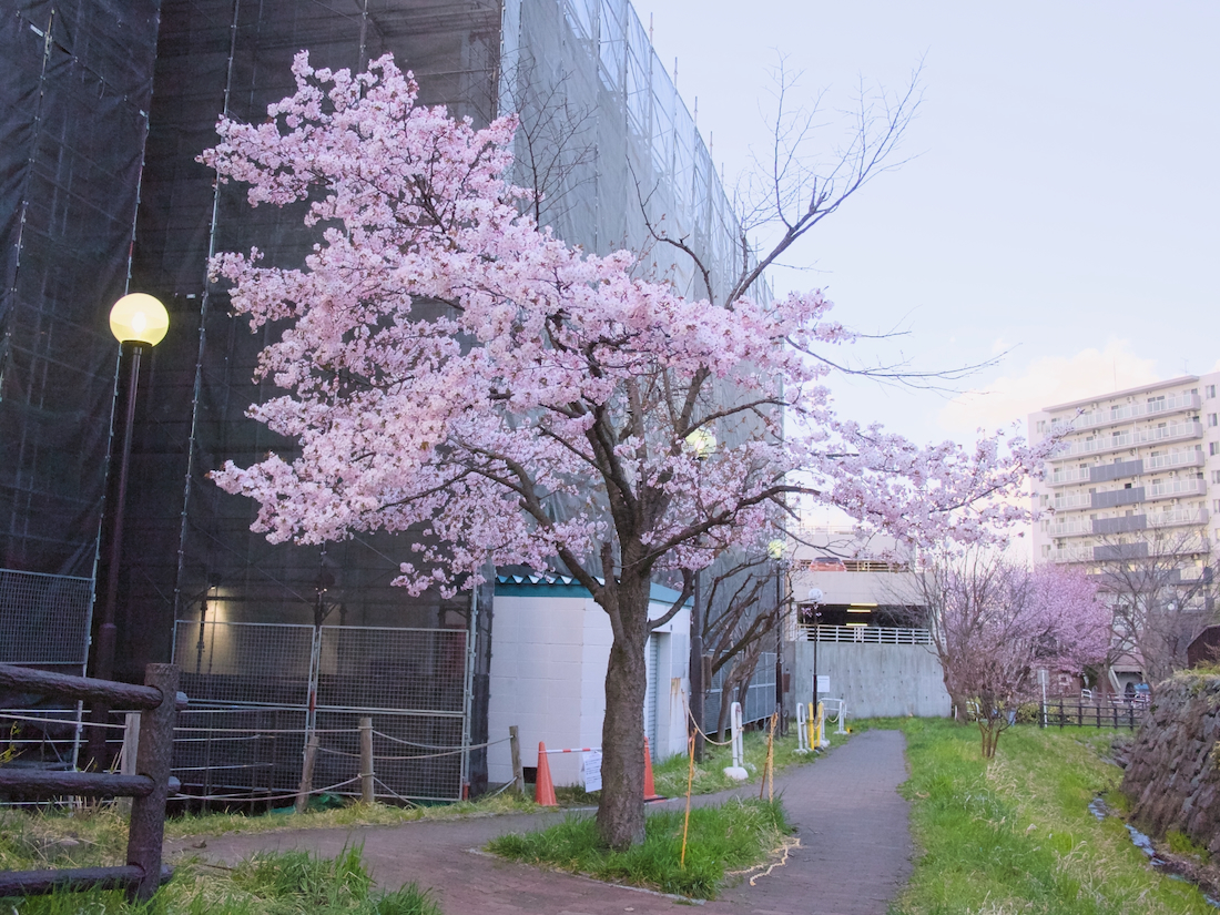 札幌地下鉄宮の沢駅すぐの早咲きの桜の2026年の様子