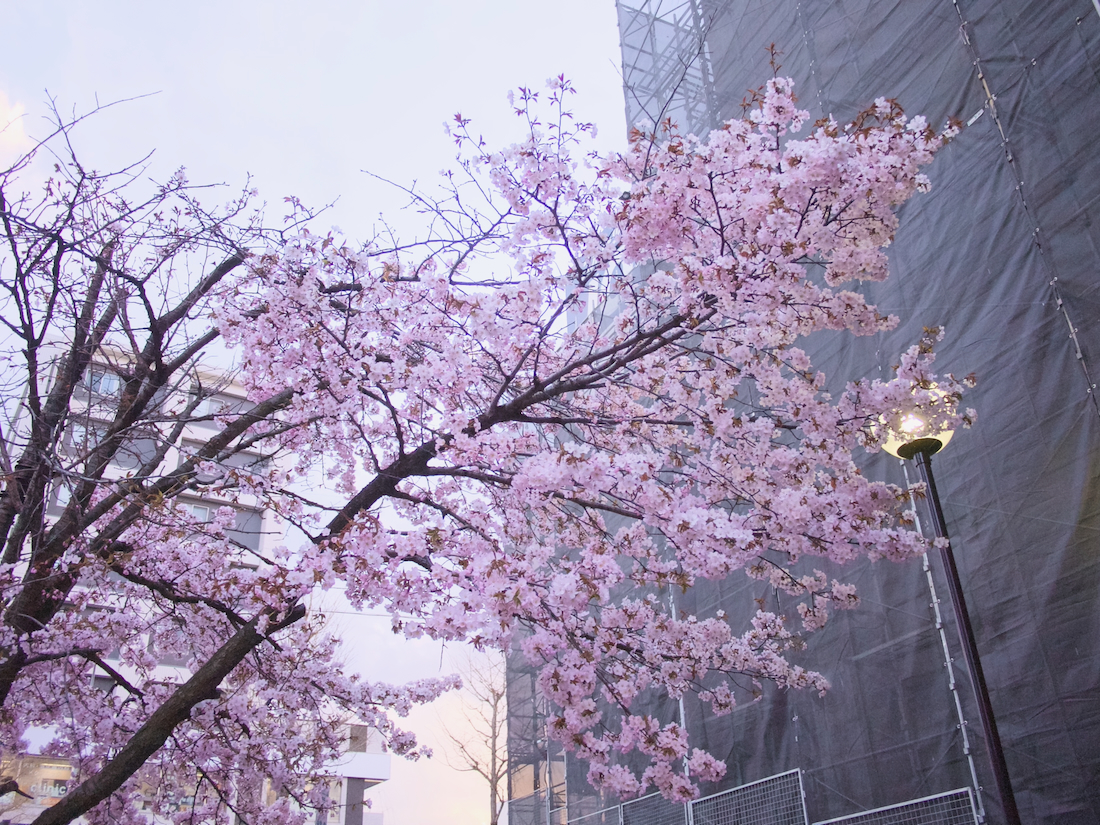 宮の沢駅6番出口すぐの早咲きの桜
