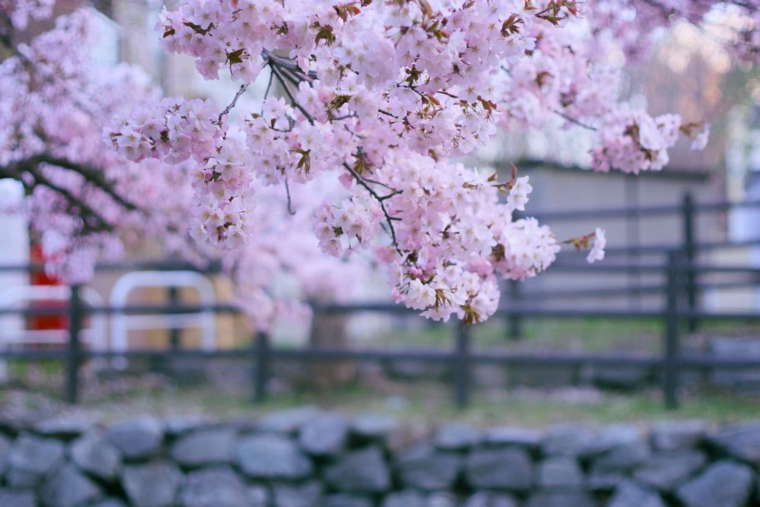 札幌地下鉄宮の沢駅、6番出口すぐの早咲きの桜