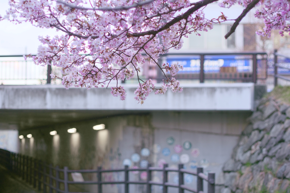 中の川沿いの桜、宮の沢駅すぐ
