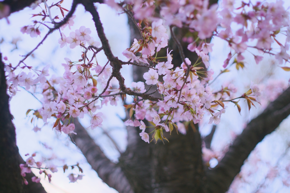 2026年の宮の沢駅すぐの札幌の早咲きの桜の様子