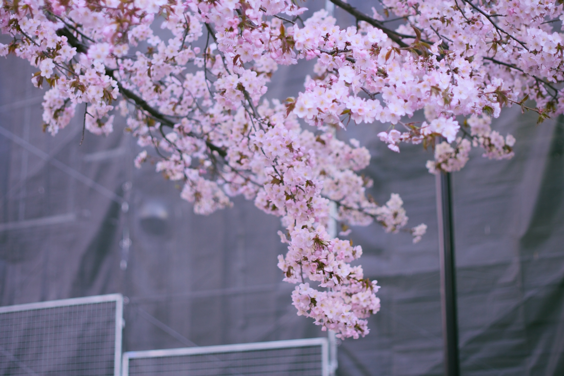 宮の沢駅、地下鉄駅すぐそばの札幌の早咲き桜名所