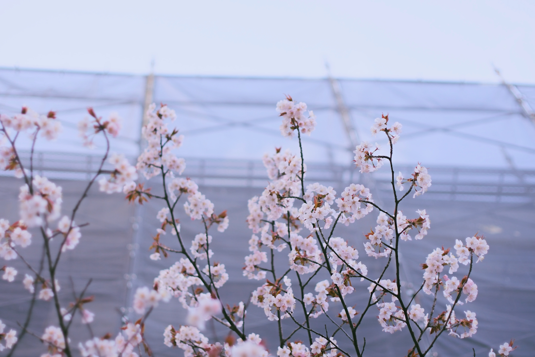 宮の沢駅そばの早咲きの桜は見頃です