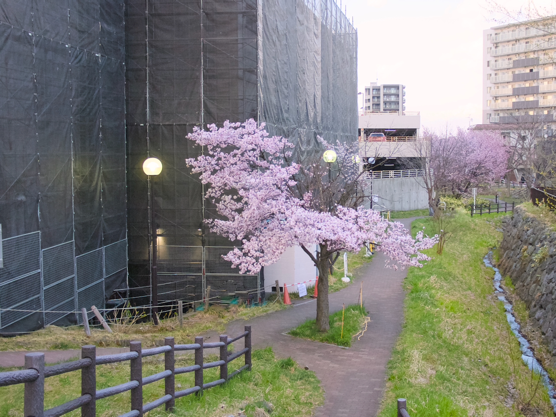 宮の沢駅すぐから観られる早咲きの桜2026年