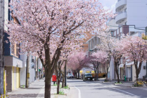 本郷商店街の桜並木、本郷通りが見頃